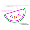 Colourful grapefruit neon